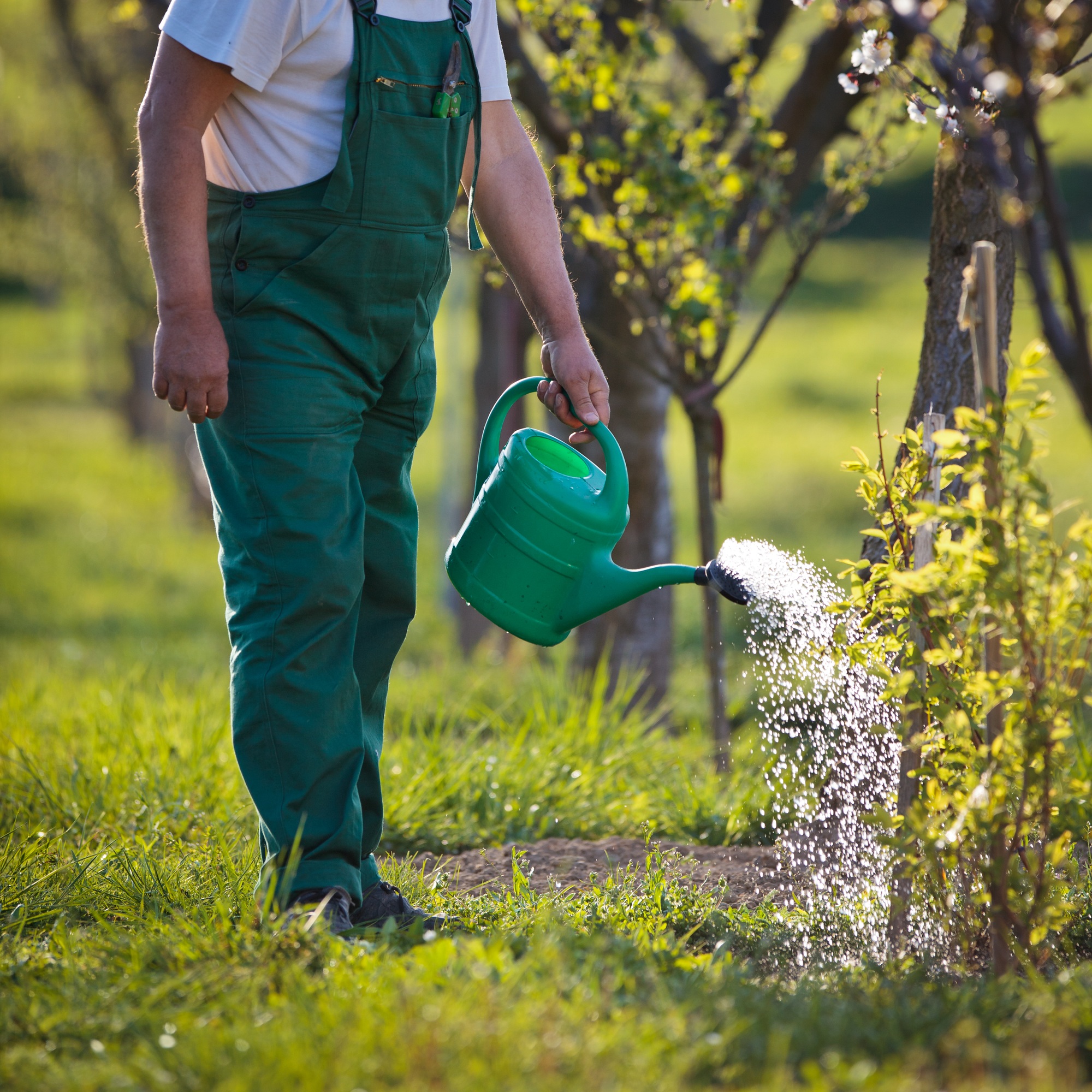 watering orchard/garden - portrait of a senior man gardening in